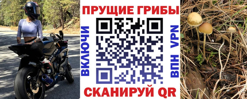 Псилоцибиновые грибы мицелий  где купить   Гурьевск 